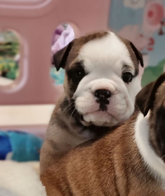 Bulldog Puppies media 14
