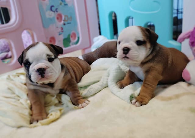 Bulldog Puppies media 12