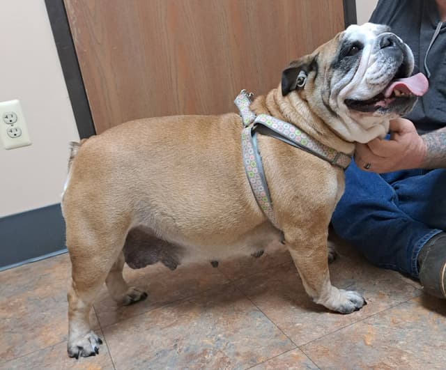 Bulldog Puppies media 26