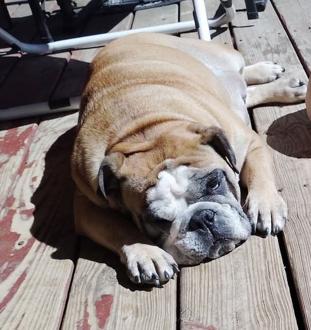 Bulldog Puppies media 27
