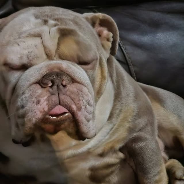 Bulldog Puppies media 28