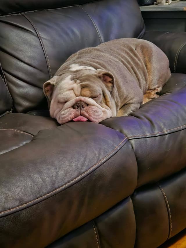 Bulldog Puppies media 29