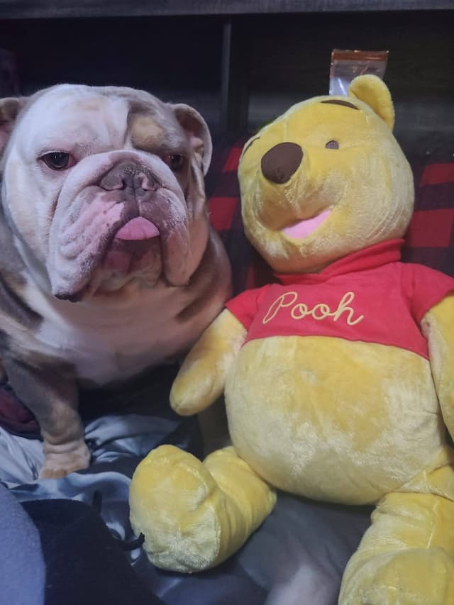 Bulldog Puppies media 30