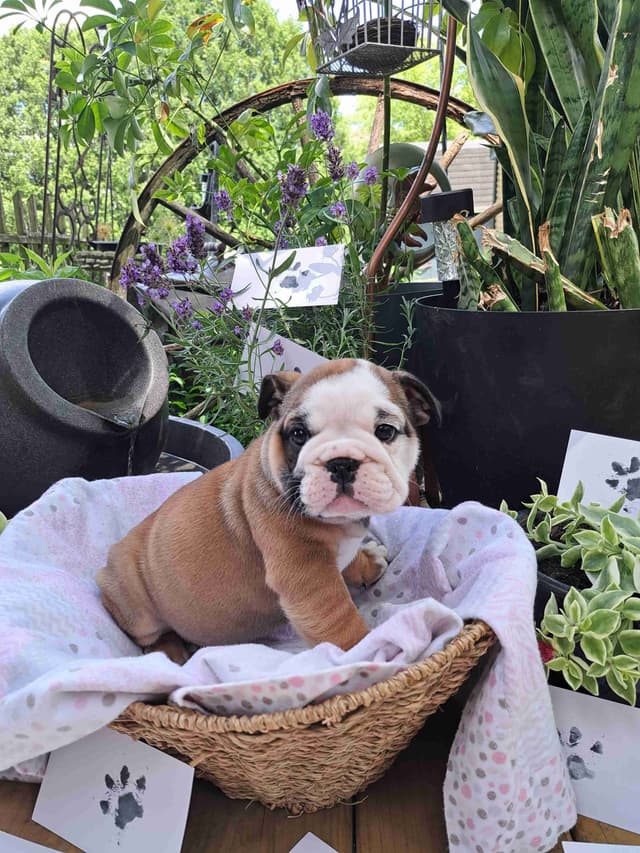 Bulldog Puppies media 6