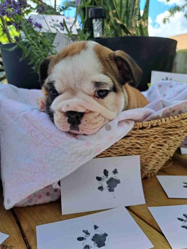Bulldog Puppies media 5