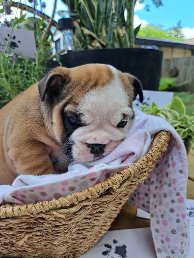 Bulldog Puppies media 4