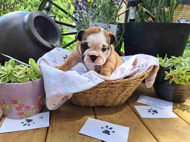 Bulldog Puppies media 2