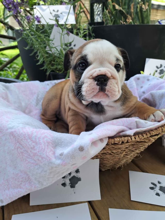 Bulldog Puppies media 3