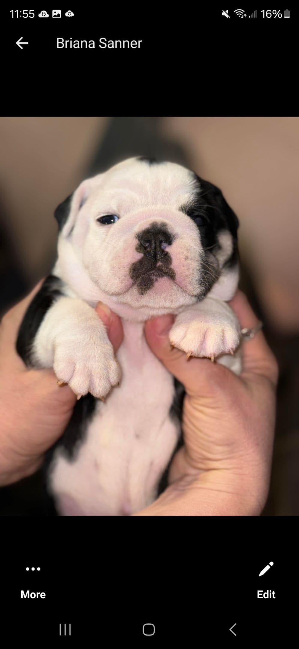 Bulldog Puppies breeder image 1