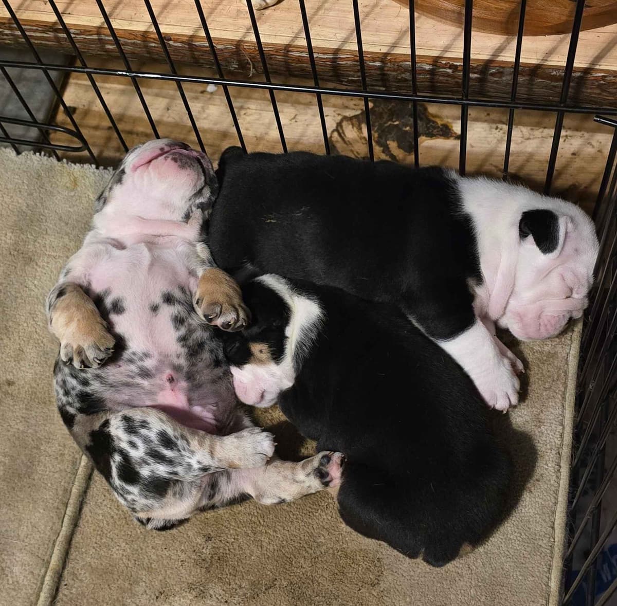 Bulldog Puppies breeder image 2