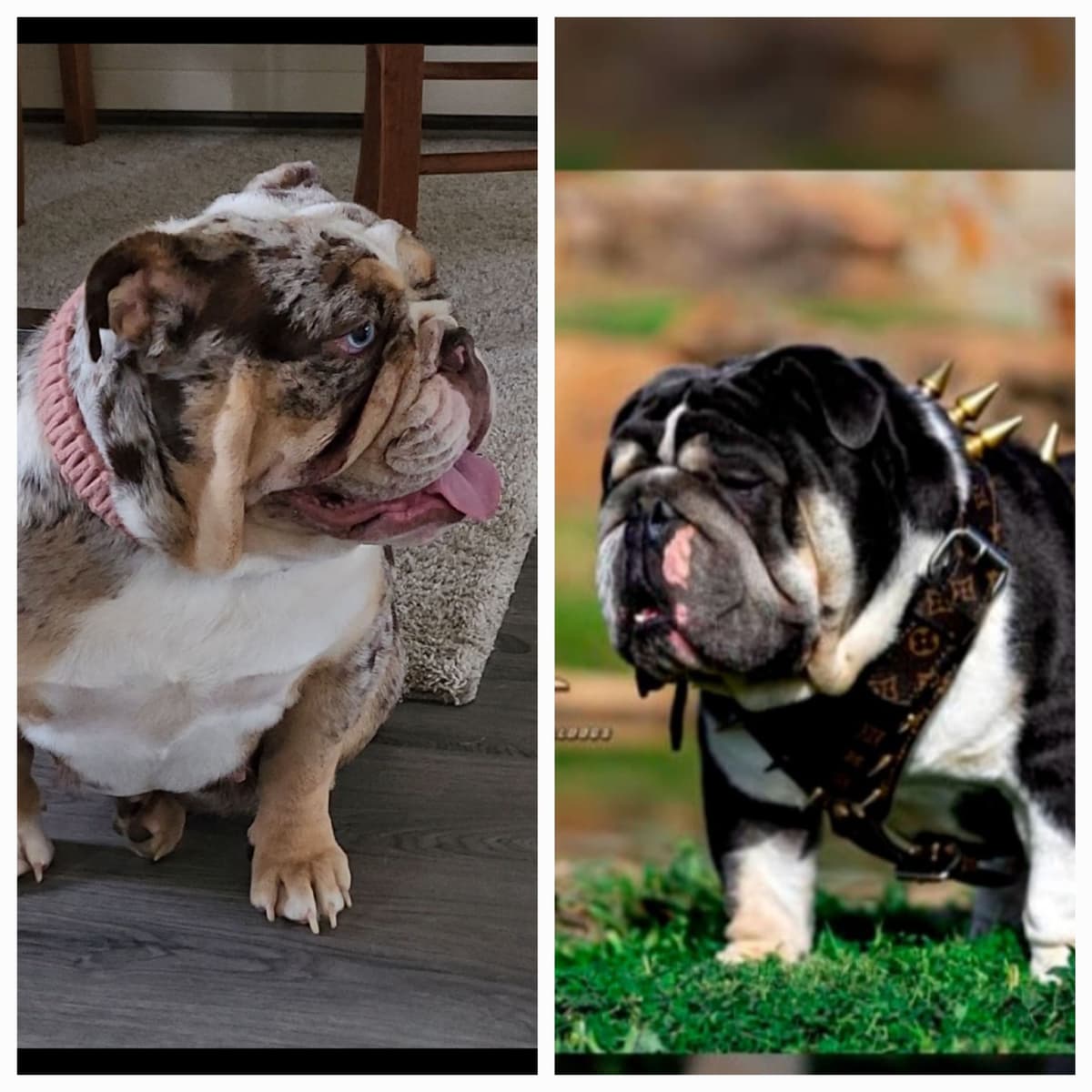 Bulldog Puppies breeder image 4
