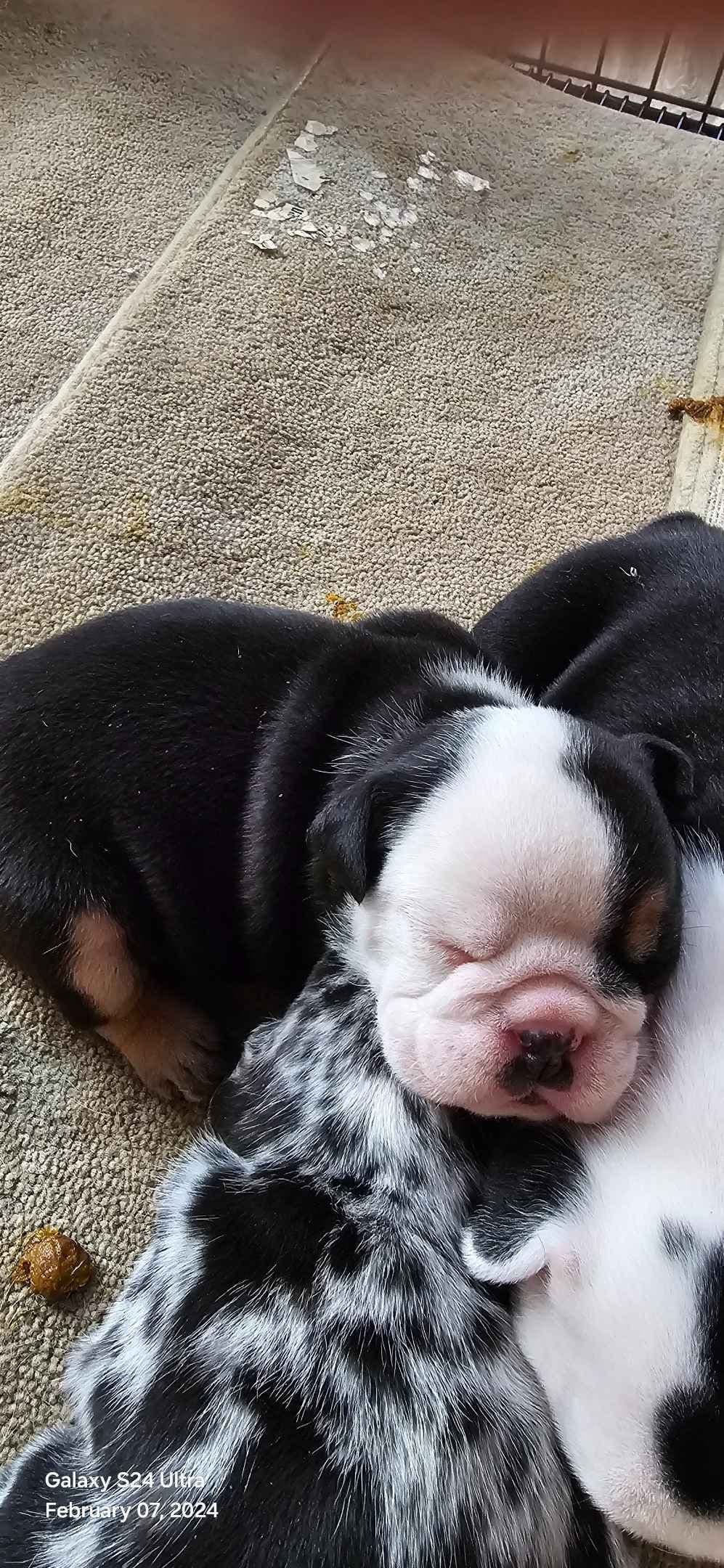 Bulldog Puppies breeder image 6
