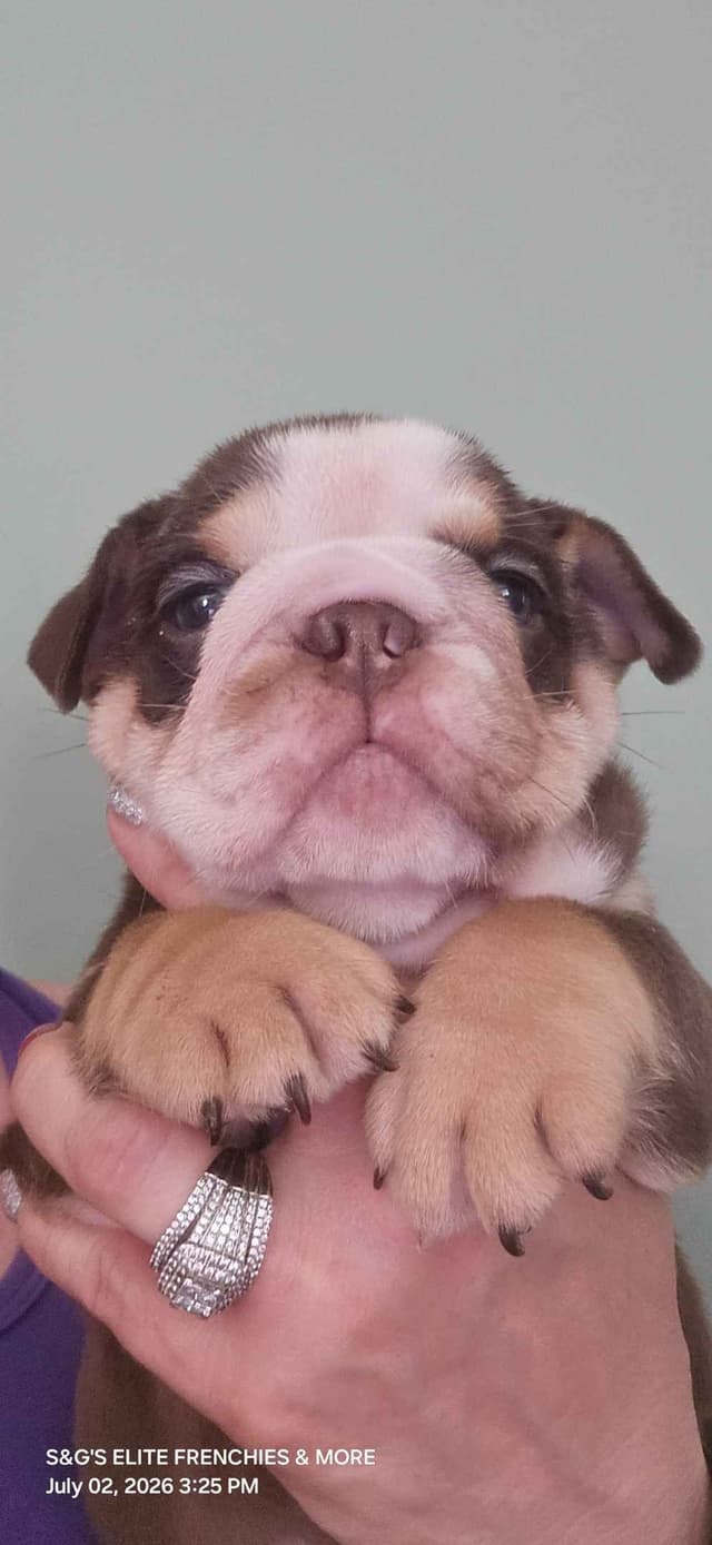 Bulldog Puppies media 2