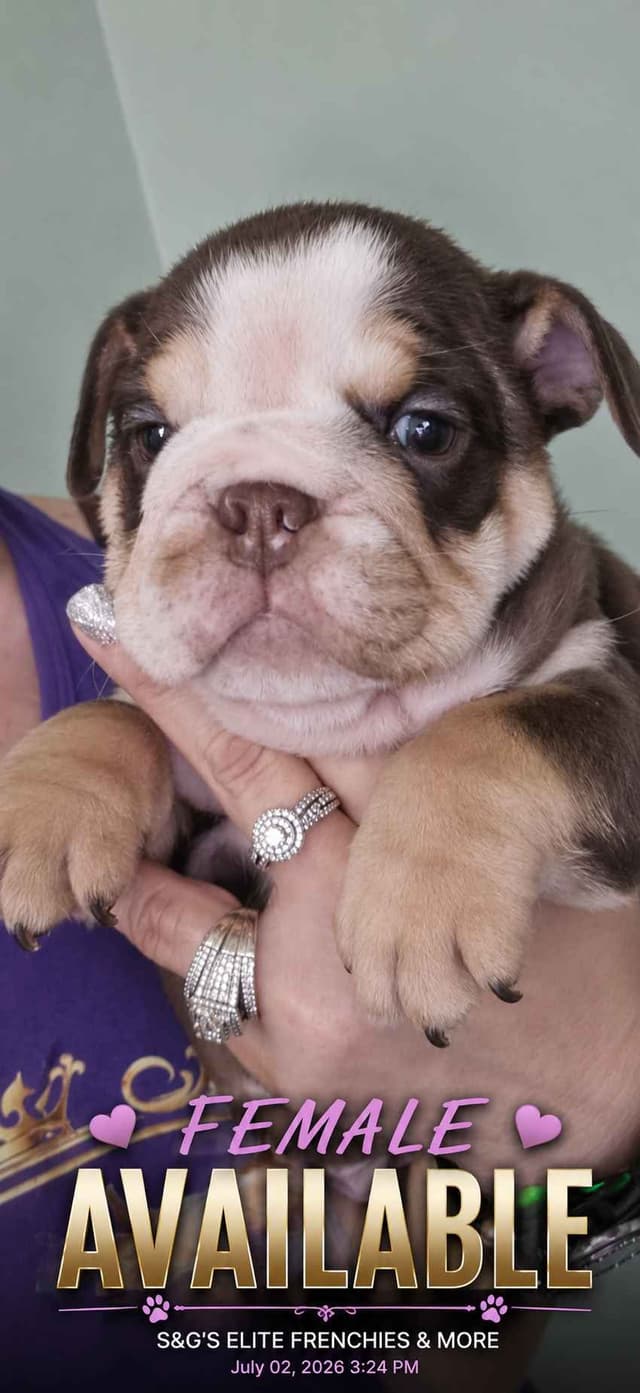 Bulldog Puppies media 3