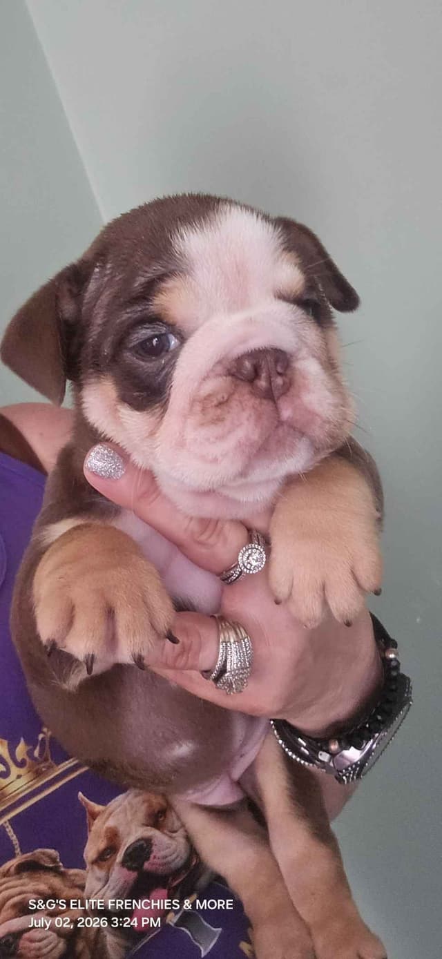 Bulldog Puppies media 4