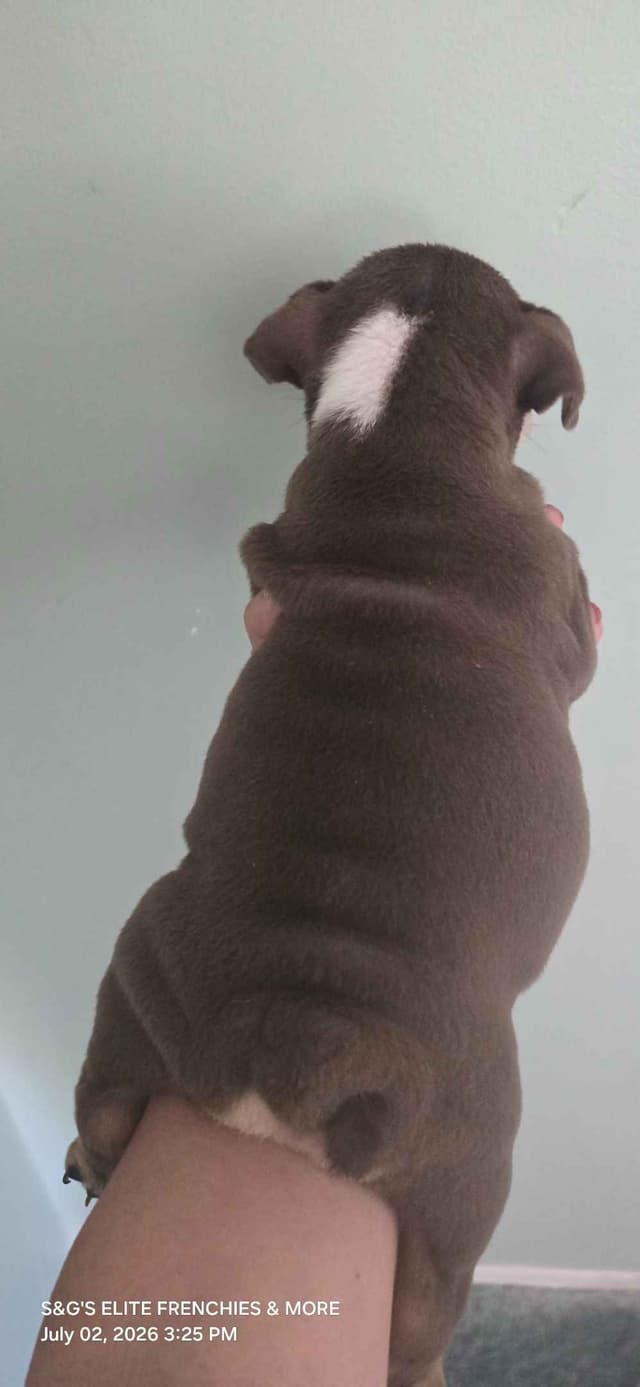 Bulldog Puppies media 6