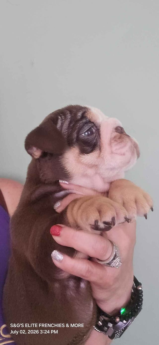 Bulldog Puppies media 5