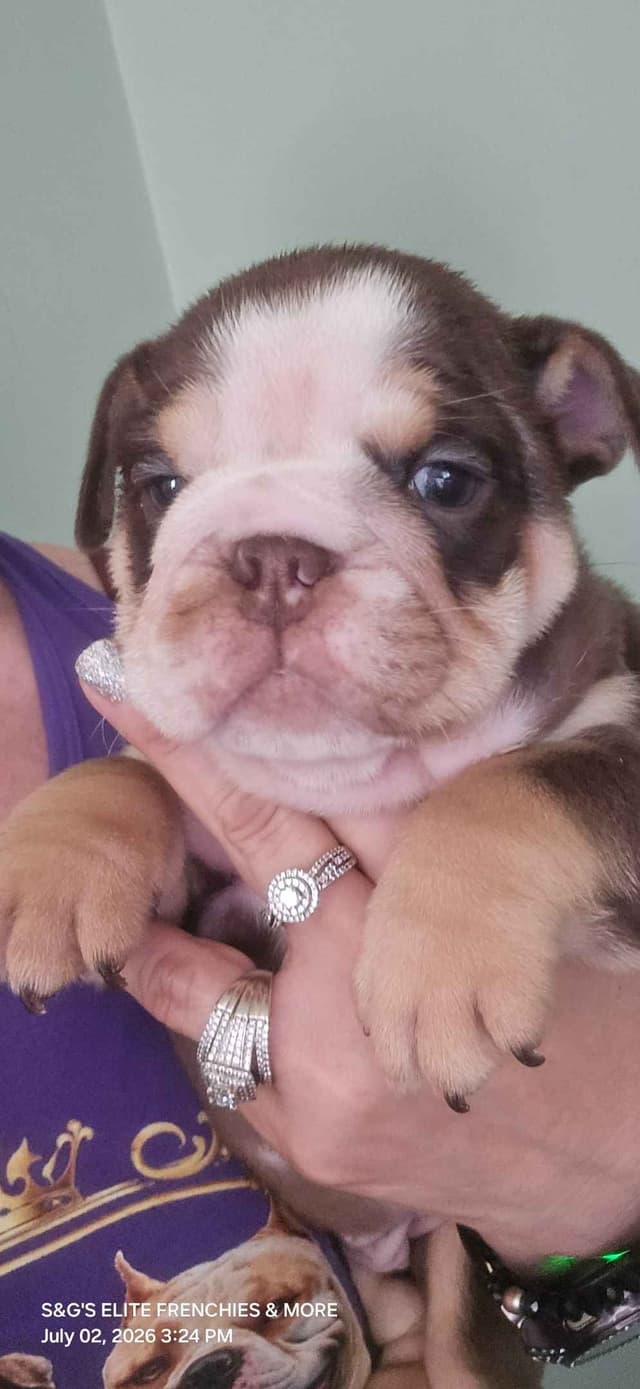 Bulldog Puppies media 7