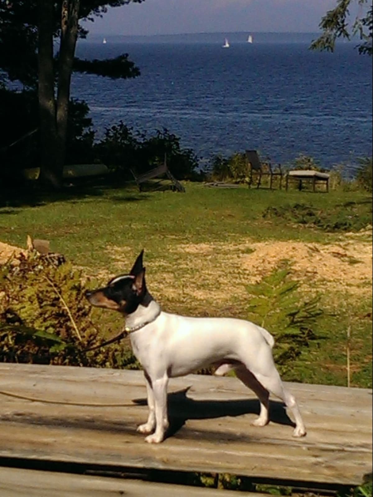 Toy Fox Terrier Puppies breeder image 1