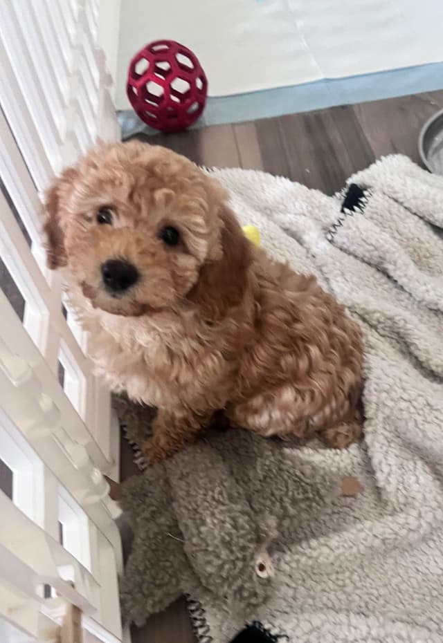 Poodle Puppies media 2