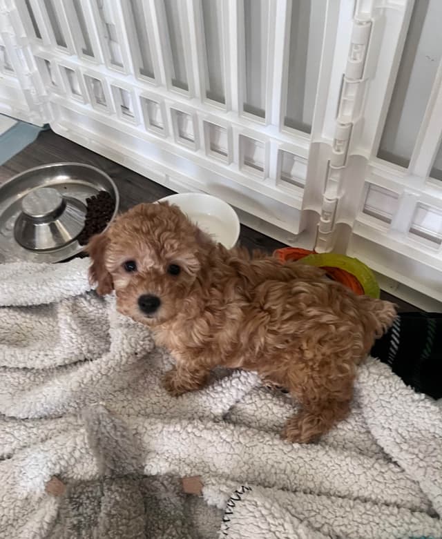 Poodle Puppies media 3