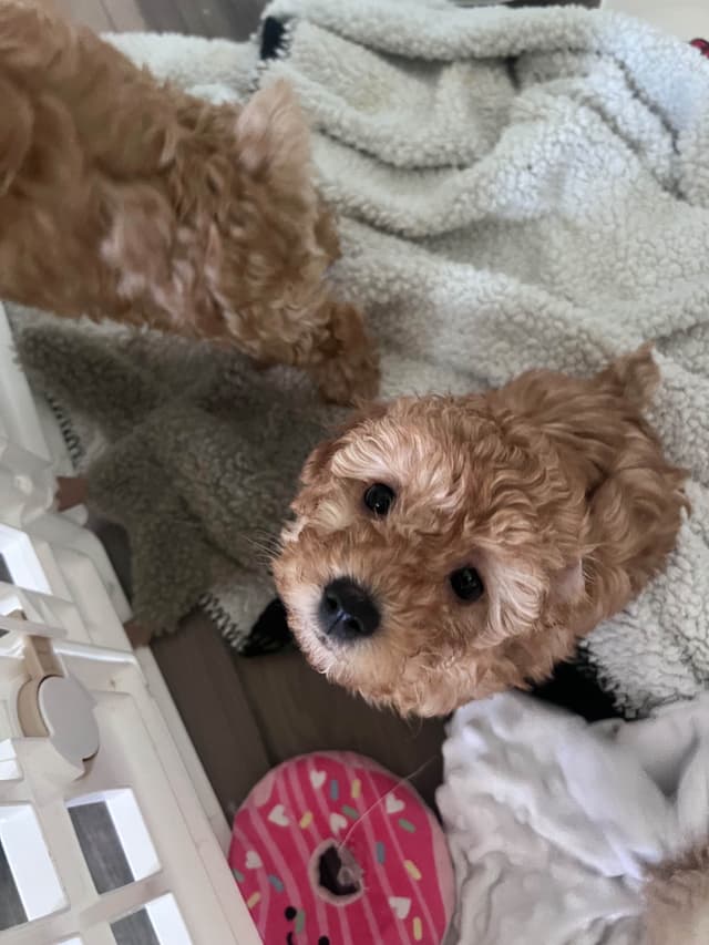 Poodle Puppies media 4