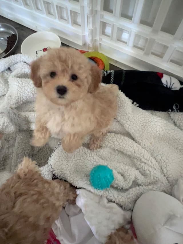 Poodle Puppies media 5