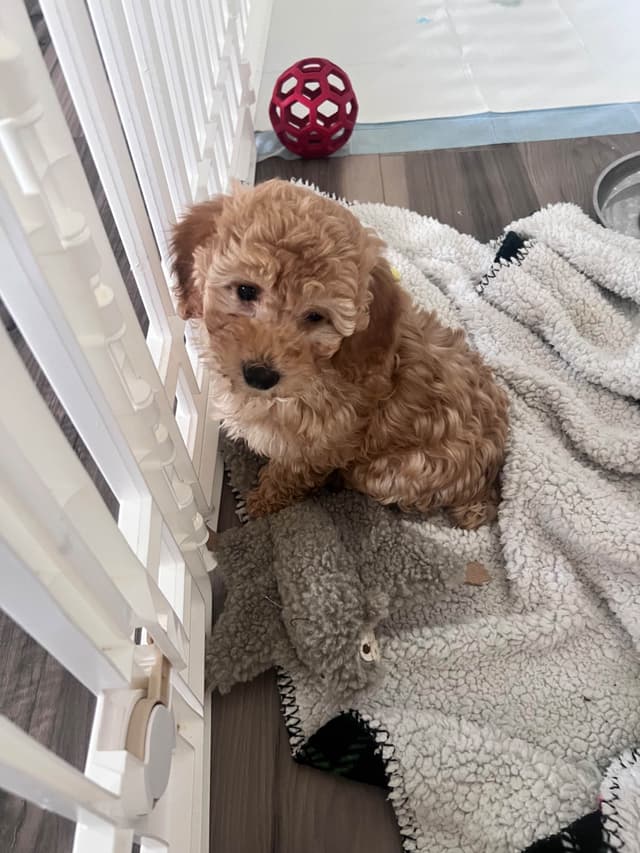 Poodle Puppies media 6