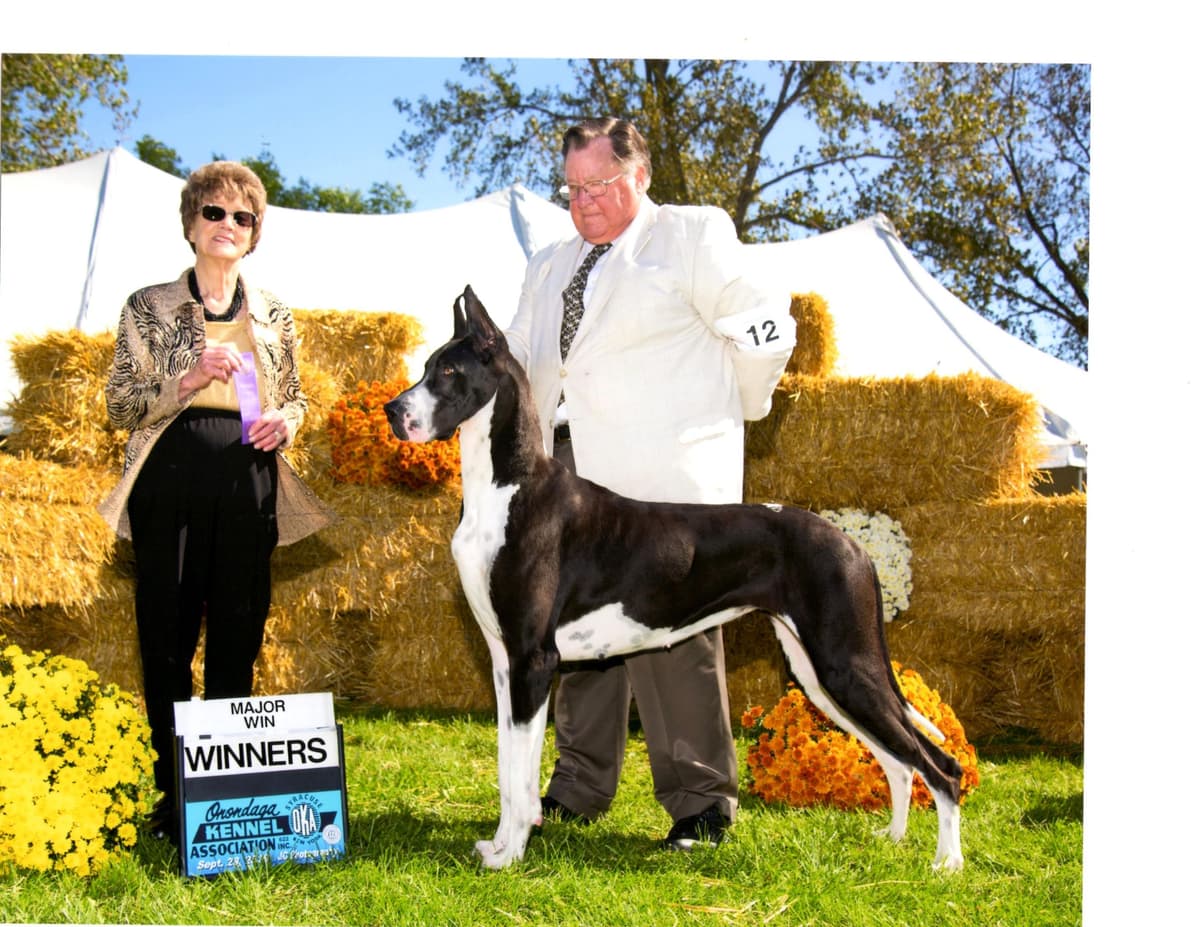 Great Dane Puppies breeder image 5