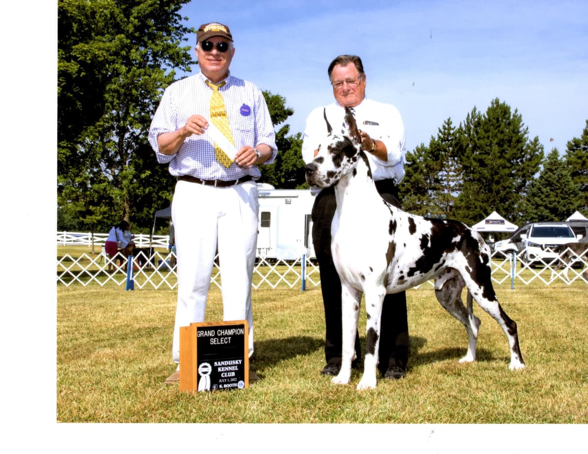 Great Dane Puppies breeder image 1