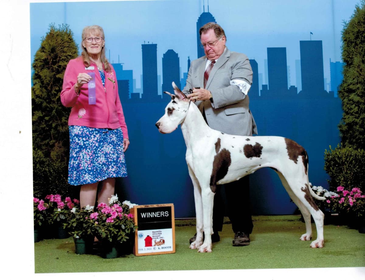 Great Dane Puppies breeder image 9