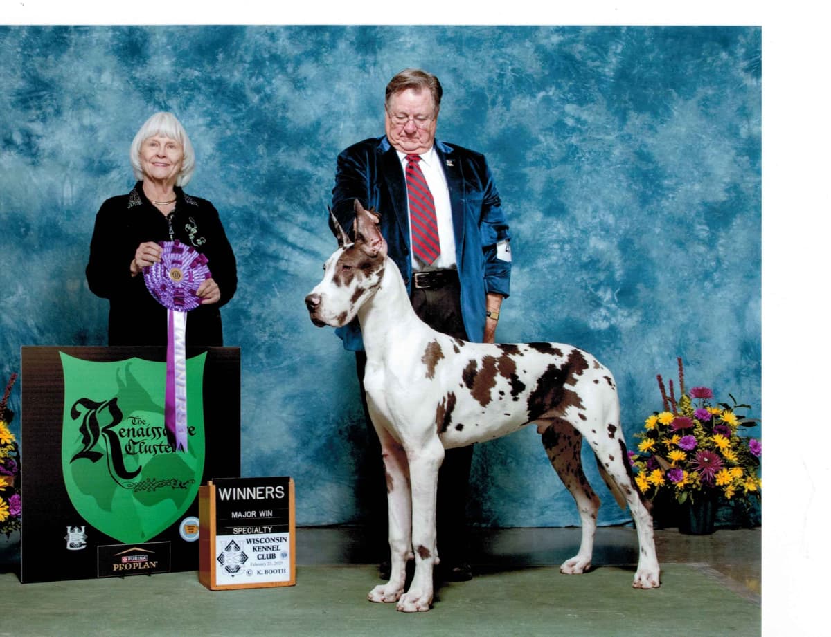 Great Dane Puppies breeder image 4