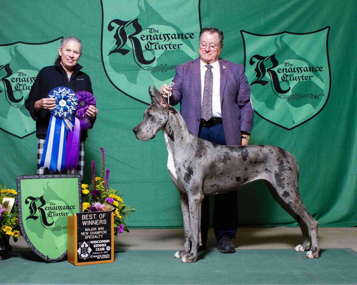 Great Dane Puppies breeder image 6
