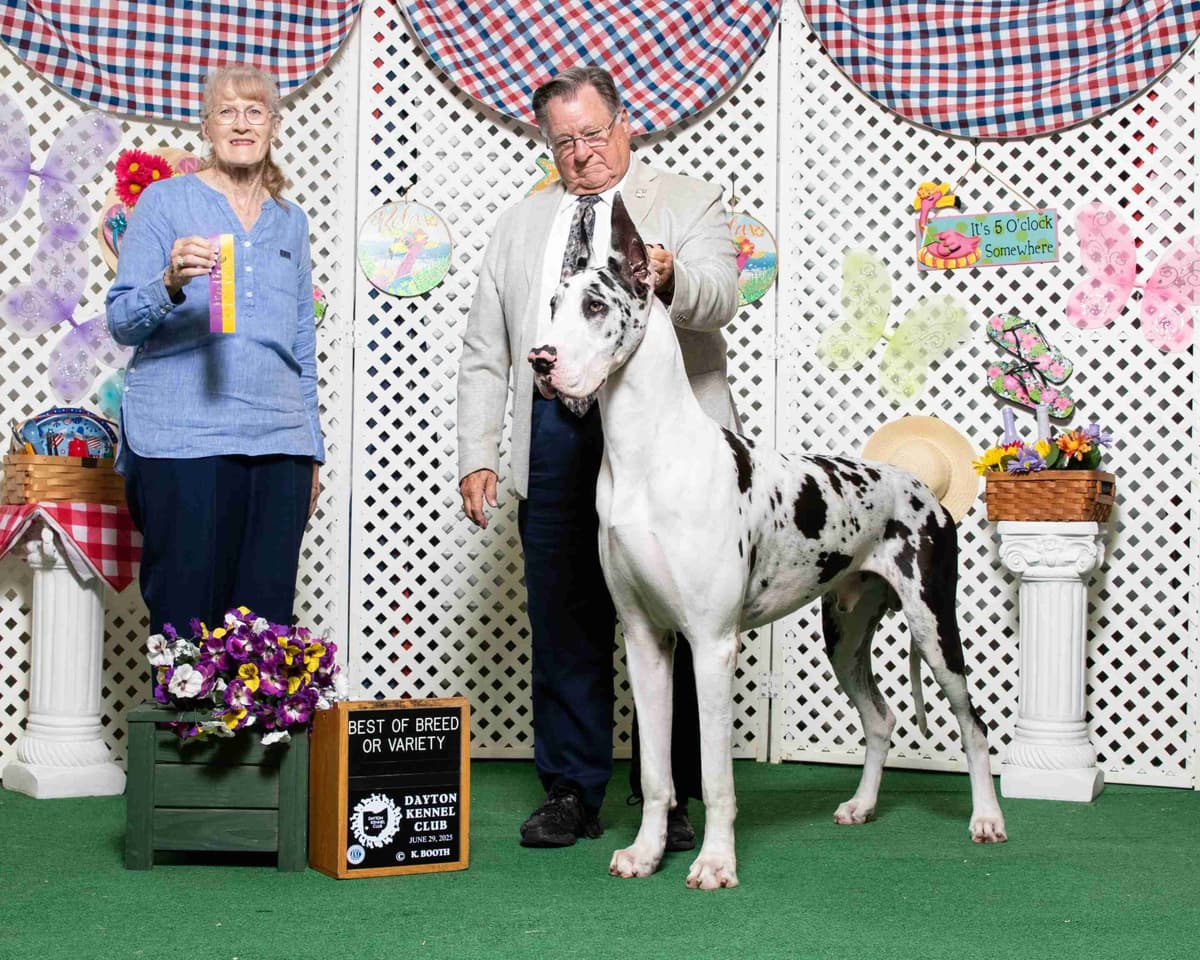 Great Dane Puppies breeder image 2