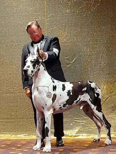 Great Dane Puppies breeder image 8