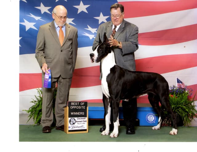 Great Dane Puppies media 2