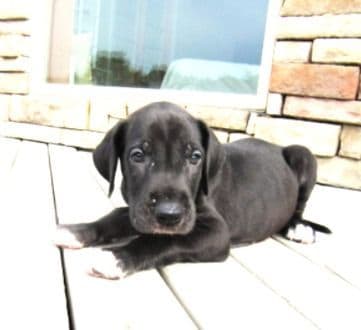 Great Dane Puppies media 3