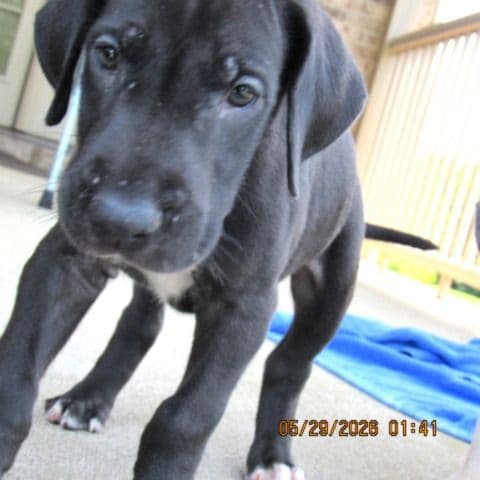 Great Dane Puppies media 4