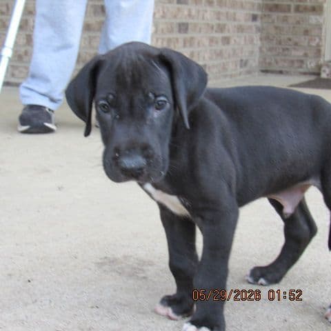Great Dane Puppies media 5