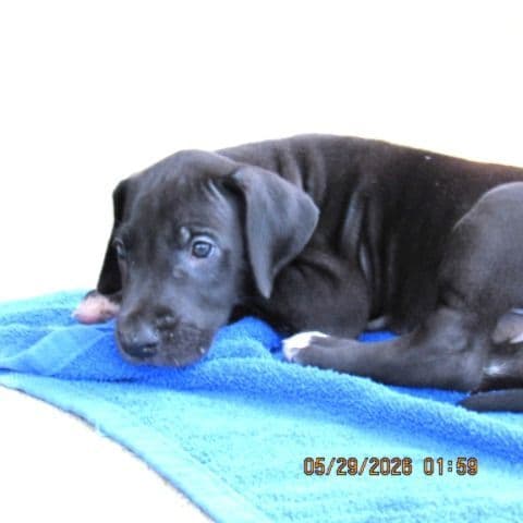 Great Dane Puppies media 6