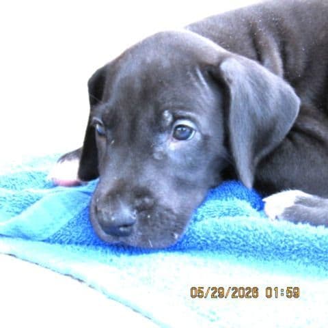 Great Dane Puppies media 7