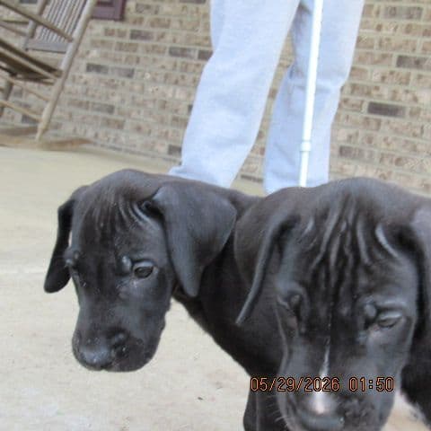 Great Dane Puppies media 8