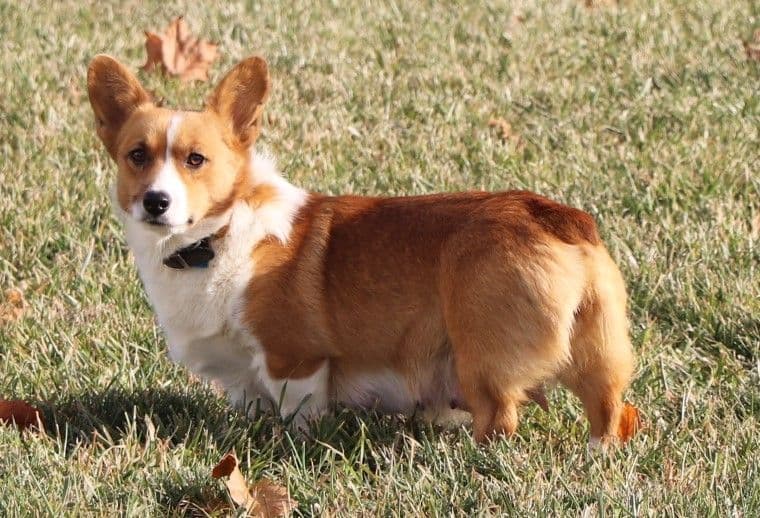 Pembroke Welsh Corgi Puppies breeder image 3