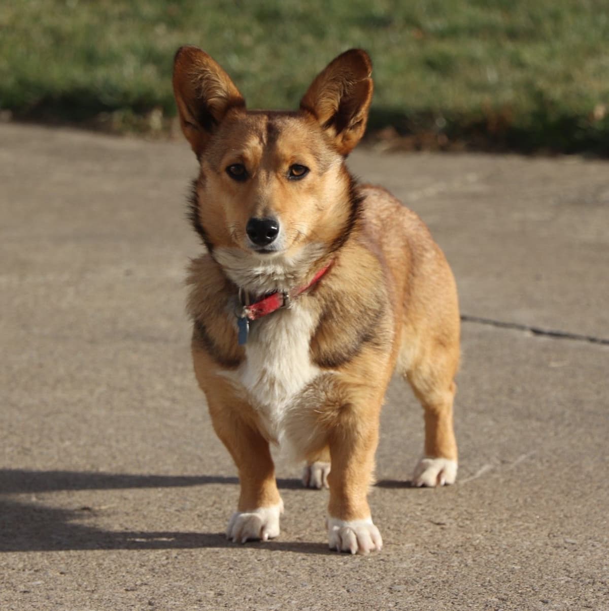 Pembroke Welsh Corgi Puppies breeder image 6