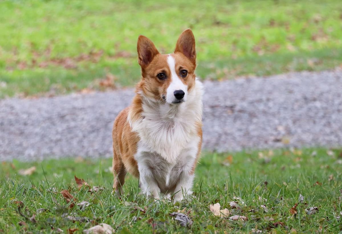Pembroke Welsh Corgi Puppies breeder image 5