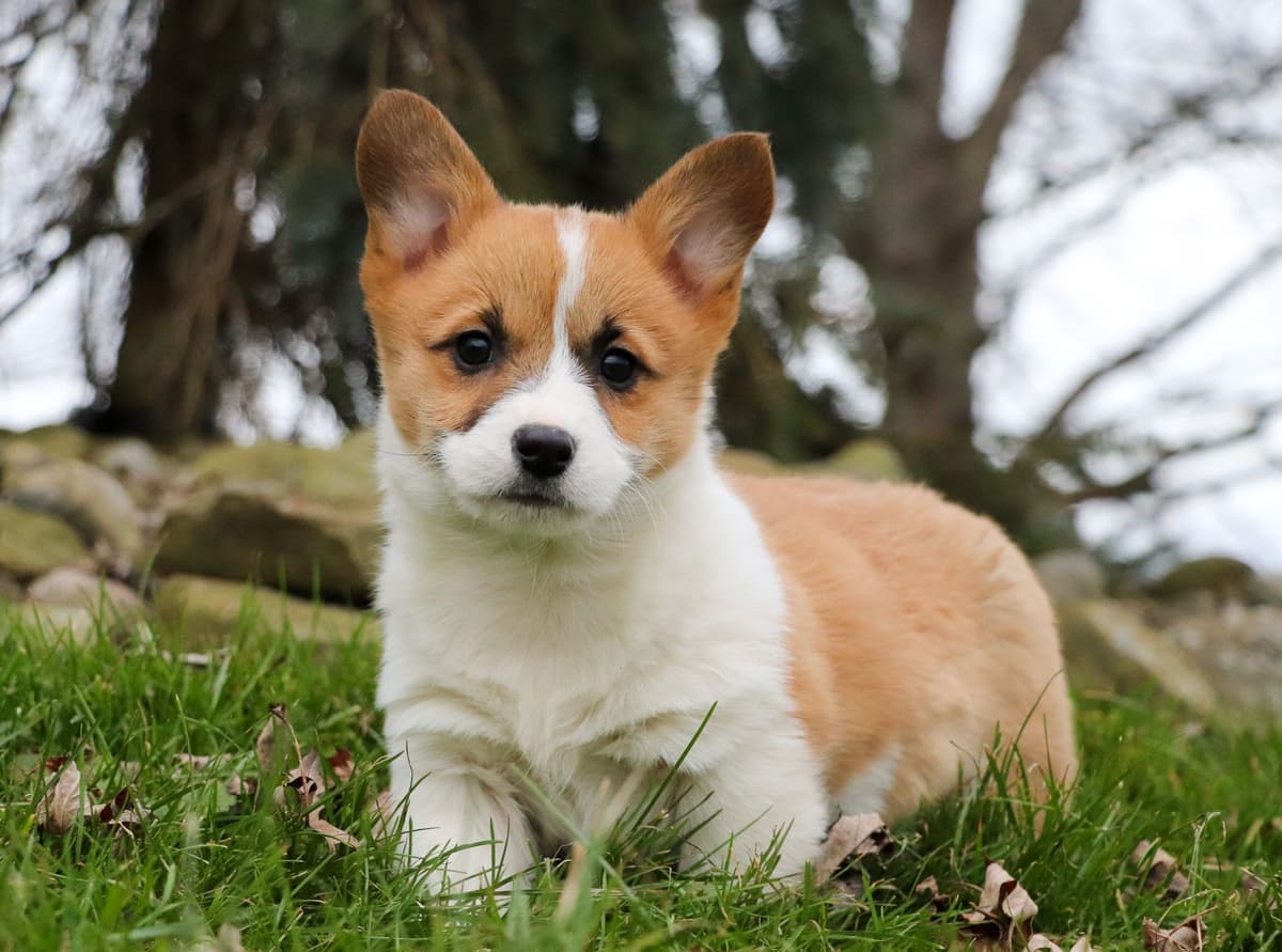 Pembroke Welsh Corgi Puppies breeder image 7