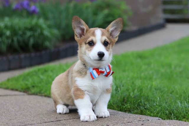 Pembroke Welsh Corgi Puppies media 2