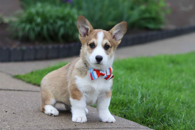 Pembroke Welsh Corgi Puppies media 3