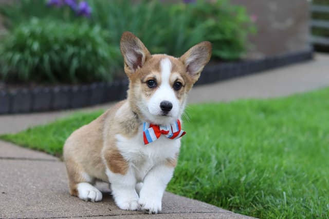Pembroke Welsh Corgi Puppies media 4