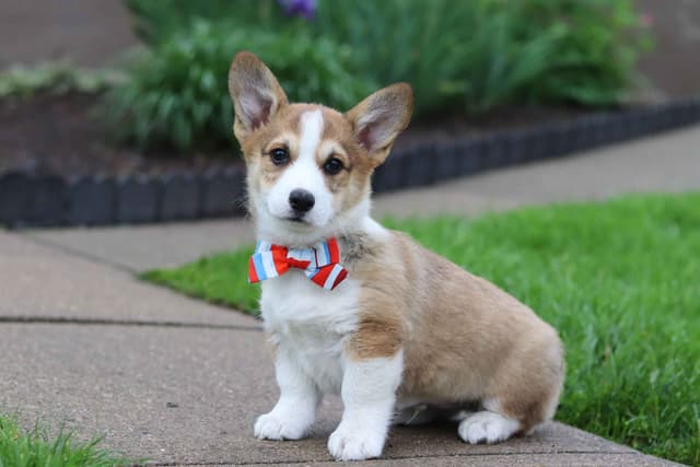 Pembroke Welsh Corgi Puppies media 5